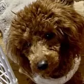 トイプードル(トイ)【東京都・女の子・2024年2月3日・レッド】の写真3「大人しいですが、活発です^ ^」