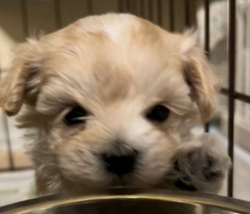 マルプー【東京都・女の子・2022年1月12日・クリーム×ホワイト】の写真「長いまつ毛がチャームポイントのかわい子ちゃん💞」