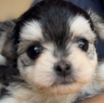 チワプー【東京都・女の子・2023年2月16日・ブラックタン】の写真「姉弟で1番活発な女の子❣️」