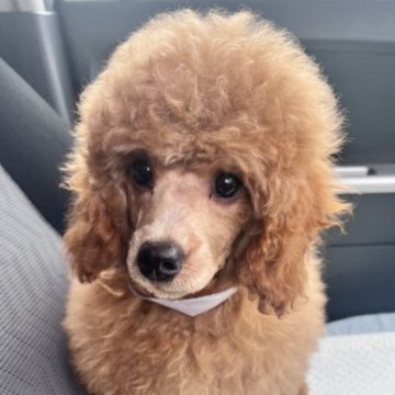 マルプー【東京都・男の子・2022年12月24日・アプリコット】の写真「陽気で甘えん坊な男の子❣️」