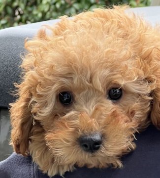 トイプードル(トイ)【東京都・女の子・2021年12月26日・レッド】の写真「おっとりたれ目な可愛いママっ子🍓」