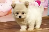 ポメプー(ポメラニアン×トイプードル)【福岡県・女の子・2025年8月9日・クリーム】の写真10