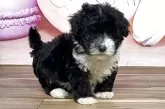 ハバニーズ【福岡県・女の子・2025年8月21日・ブラック&ホワイト】の写真12