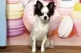 チワワ(ロング)【福岡県・女の子・2025年4月5日・ホワイト&ブラック】の写真12