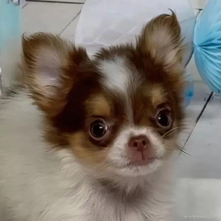 ID:2412-00260の子犬