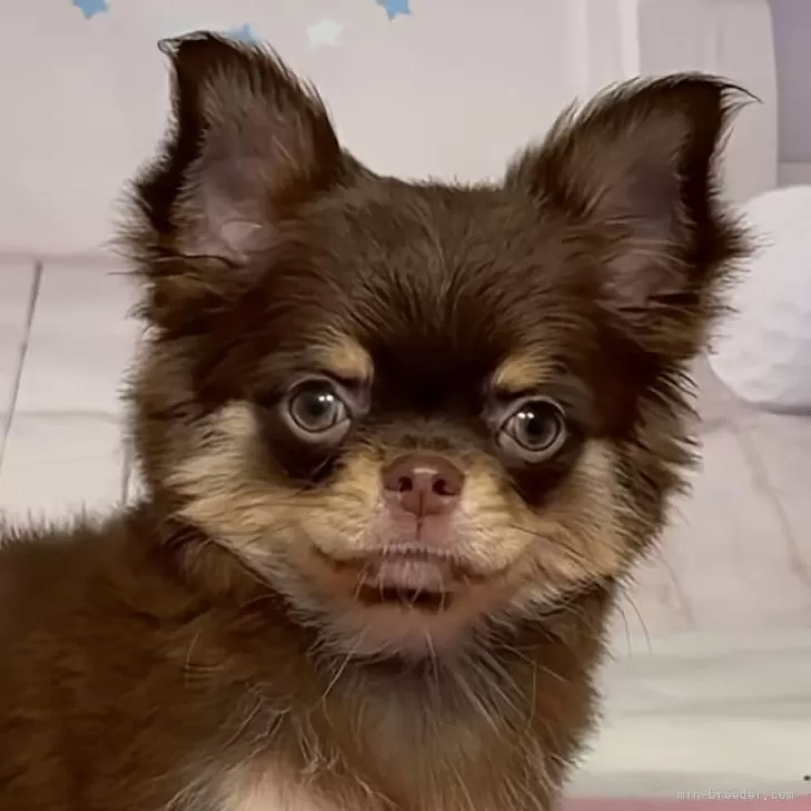 ID：2412-03502の子犬