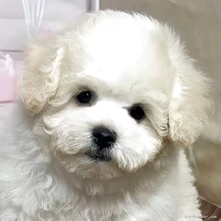 ID:2505-05012の子犬