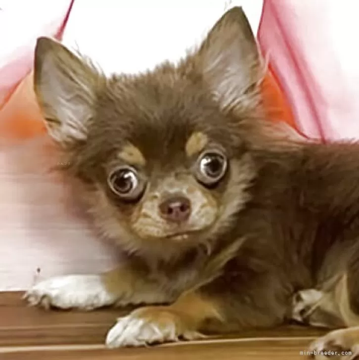 チワワ(ロング)【福岡県・女の子・2025年4月4日・イザベラ・タン&amp;ホワイト】の写真1