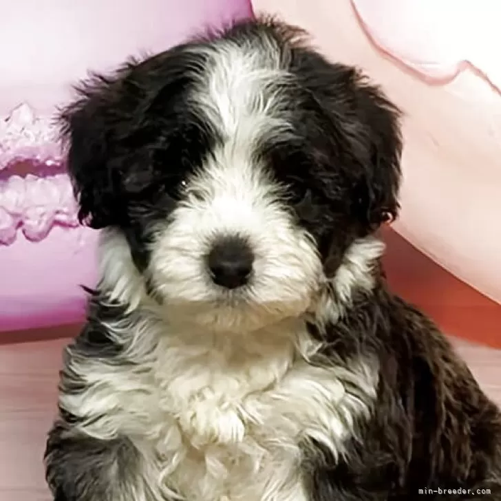 J.Y 様のお迎えした子犬