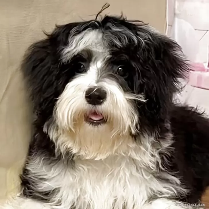 ID:2504-02736の子犬