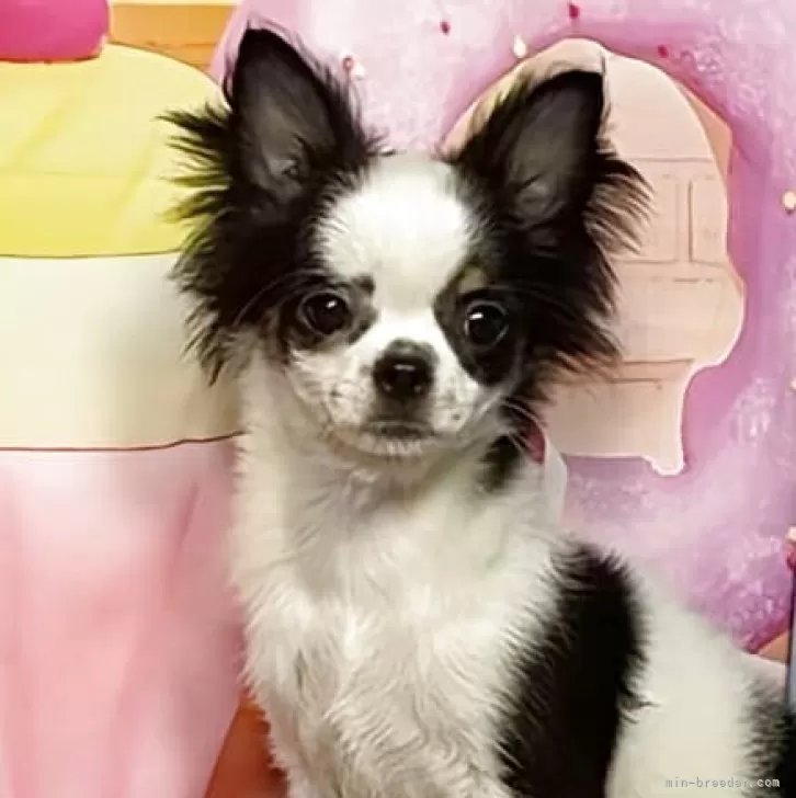 チワワ(ロング)【福岡県・女の子・2025年4月5日・ホワイト&amp;ブラック】の写真1