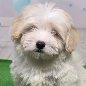 ハバニーズ【福岡県・男の子・2024年12月2日・ホワイト&クリーム】の写真「希少犬種ハバニーズ 凄く元気な男の子兄妹で遊んで」