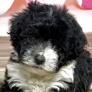 ハバニーズ【福岡県・女の子・2025年8月21日・ブラック&ホワイト】の写真「凄く元気な女の子兄妹と飛び跳ねて遊んでいます」