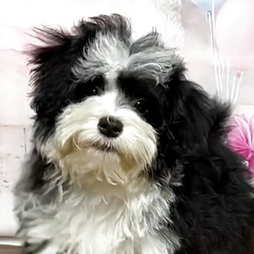 ハバニーズ【福岡県・男の子・2025年1月31日・ブラック&ホワイト】の写真「飼い主に対して非常に忠実で愛情深い性格を持っていま」