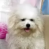 ボロニーズ
