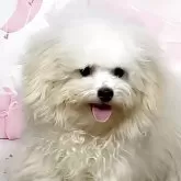 ボロニーズ
