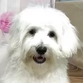 ハバニーズ