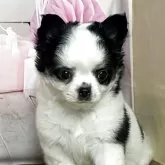 チワワ(ロング)