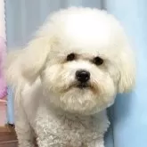ボロニーズ