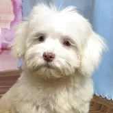 ハバニーズ