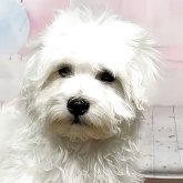 ハバニーズ