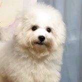 ボロニーズ