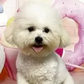 ボロニーズ