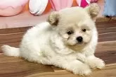 ポメプー(ポメラニアン×トイプードル)【福岡県・女の子・2025年8月9日・クリーム】の写真2
