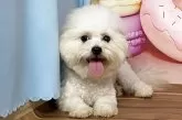 ボロニーズ【福岡県・女の子・2024年9月26日・ホワイト】の写真2