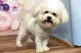 ボロニーズ【福岡県・女の子・2024年9月26日・ホワイト】の写真5