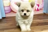 ポメプー(ポメラニアン×トイプードル)【福岡県・女の子・2025年8月9日・クリーム】の写真7