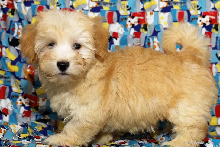 ID:2112-01325の子犬