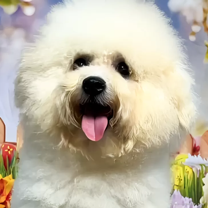 ID：2408-04372の子犬