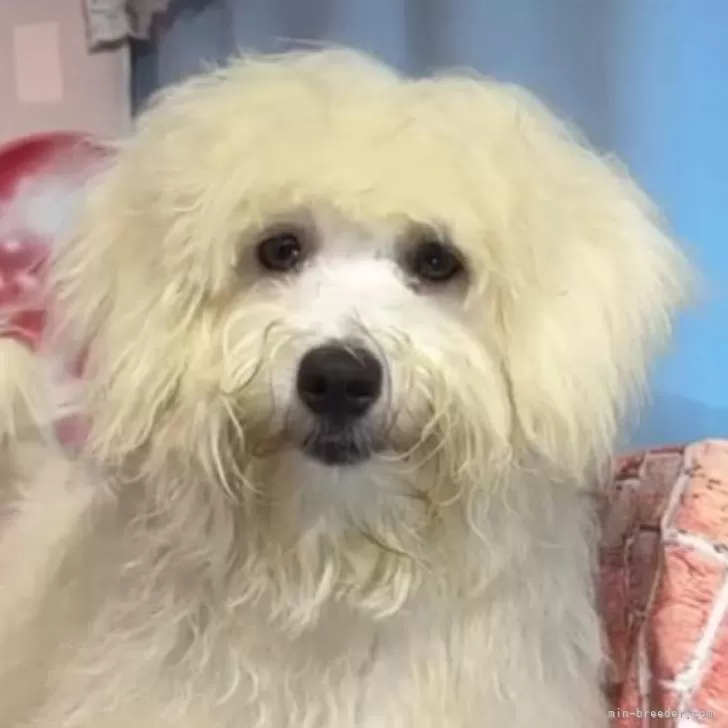 ID:2403-02338の子犬
