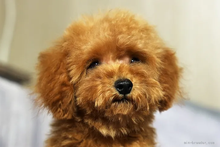 K.I 様のお迎えした子犬
