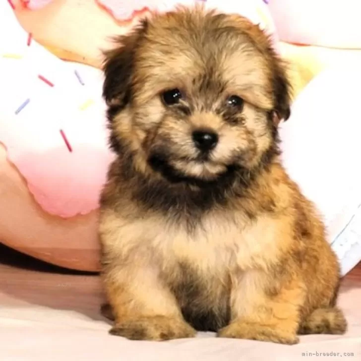 ID：2312-01863の子犬