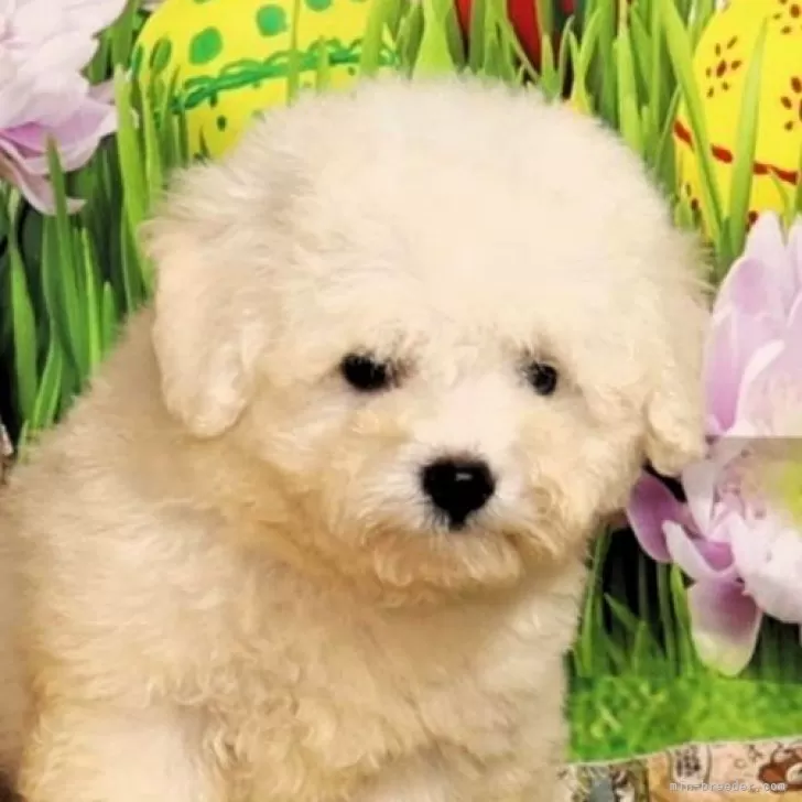 ID：2401-00503の子犬