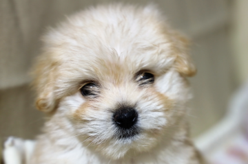 ハバニーズ【福岡県・男の子・2021年12月24日・ゴールド】の写真「希少犬ハバニーズの子犬です　凄く賢いです」