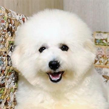 ボロニーズ【福岡県・男の子・2022年4月5日・ホワイト】の写真「希少犬種日本では凄く珍しい犬種です」
