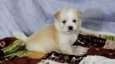 ハバニーズ【福岡県・男の子・2020年11月9日・クリーム】の写真2