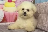 ボロニーズ【福岡県・女の子・2023年10月25日・ホワイト】の写真5