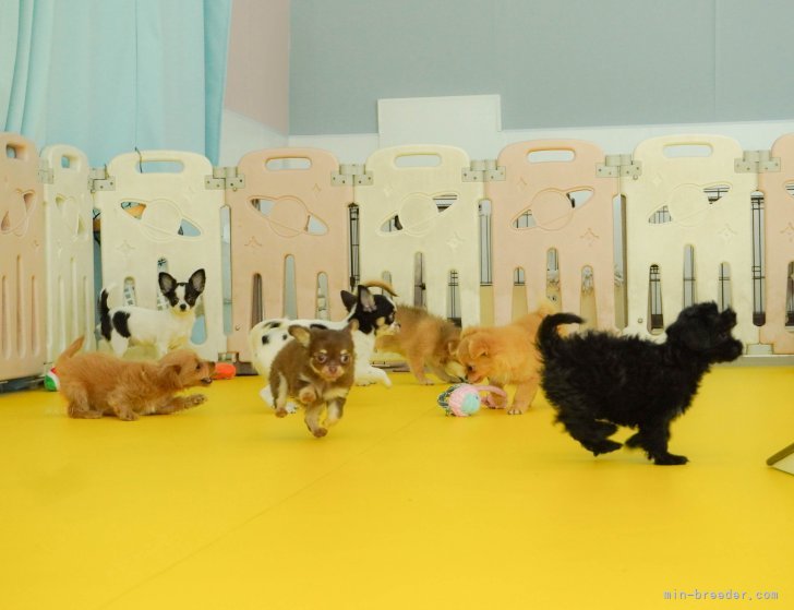 元気いっぱいのパピーラン！見学時に実際の様子をご覧いただけます🐾✨｜梶　匡伸(かじ　まさのぶ)ブリーダー(神奈川県・チワワ(ロング)など・JKC登録)の紹介写真2