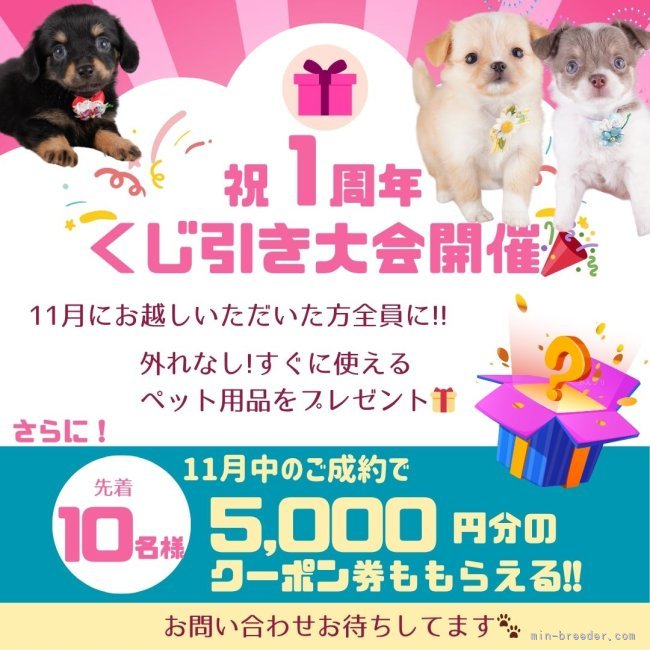🎁見学に来てくれた人全員にチャンス!!外れなしのくじ引きに参加ください🎶｜梶　匡伸(かじ　まさのぶ)ブリーダー(神奈川県・チワワ(ロング)など・JKC登録)の紹介写真3