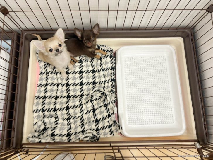 サークル内はお家に行ってからの環境で練習中🐶一人慣れや社会性の勉強中です✨｜杉山　晴菜(すぎやま　はるな)ブリーダー(神奈川県・トイプードルなど・JKC登録)の紹介写真8