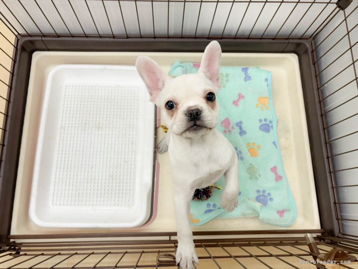 サークル内はお家に行ってからの環境で練習中🐶一人慣れや社会性の勉強中です✨｜杉山　晴菜(すぎやま　はるな)ブリーダー(神奈川県・トイプードルなど・JKC登録)の紹介写真9