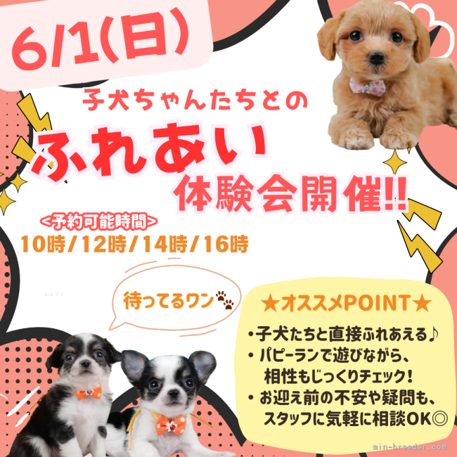 杉山晴菜ブリーダーのブログ：🎈【6/1(日)限定】パピーたちと遊べる“ふれあい体験会”開催🐶💕