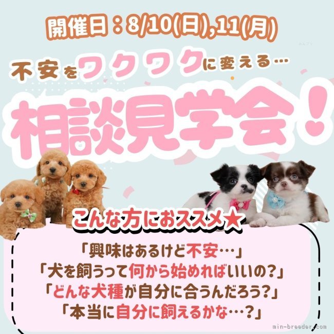 杉山晴菜ブリーダーのブログ：⚠️先着10組様限定⚠️🐾不安をワクワクに変える✨「相談見学会」開催🐾