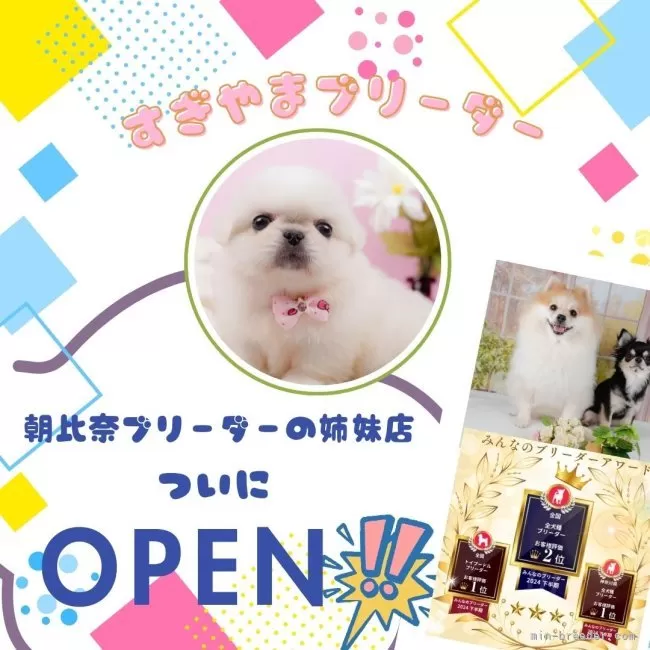 オーダー受付　ポメラニアン　エンジェル　限定パネル　ご予約ページ　5/23 オーダー受付 ポメラニアン エンジェル 限定パネル ご予約ページ