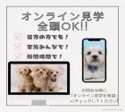 トイプードル(トイ)【神奈川県・男の子・2024年10月7日・アプリコット】の写真10「📲全頭オンライン見学OK💻遠方で当犬舎に来れない方・忙しくて時間がない方には特にオススメ✨」