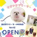 ポメラニアン【神奈川県・男の子・2025年3月11日・パーティー】の写真10「🐶朝比奈ブリーダーの姉妹店としてNewOpen🎉素敵な出会いをお届けします🎁」